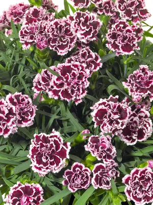 Delilah™ Magenta Dianthus, Dianthus plumaris, Monrovia Plant