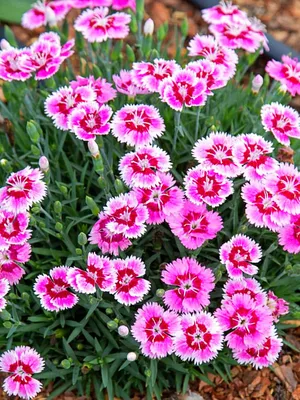 Dianthus Stargazer | Bluestone Perennials