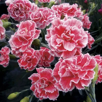 How to Grow and Care for Dianthus Flowers | Gardener's Path