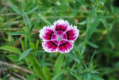 Dianthus ideal select mix – Flowers by Sleeman