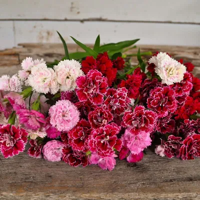 How to Plant and Grow Dianthus