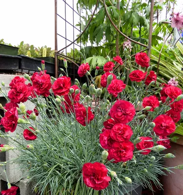 Dianthus chinensis - Wikipedia