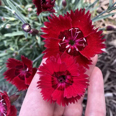 Double Dynasty Mix Dianthus – Pinetree Garden Seeds