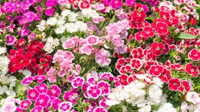 Dianthus 'Ruby's Tuesday' - Buy Online at Annie's Annuals