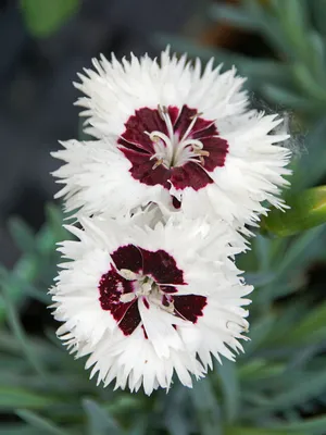 Dianthus: how to grow and propagate - Gardens Illustrated