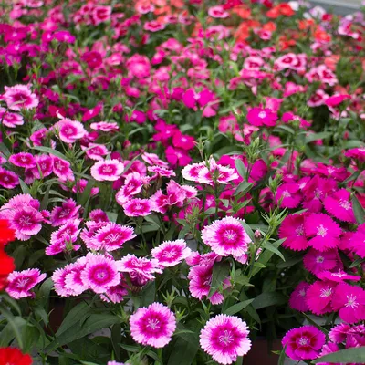 Dianthus Doris