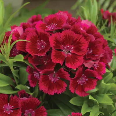 Vip Dianthus - VIP roses