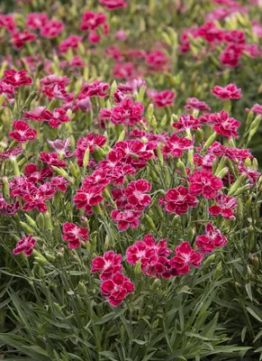 DIANTHUS barbatus DIABUNDA RED - Muller Seeds