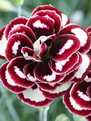 Dianthus carthusianorum | Putnam Hill Nursery