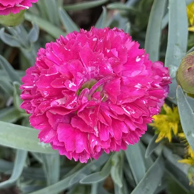 Dianthus barbatus nigrescens 'Sooty' - Sweet William (4.5\" Pot) | Little  Prince To Go