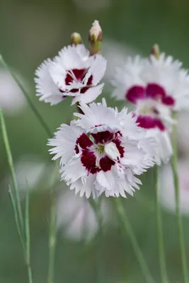 Dianthus x barbatus Diabunda™ Purple Picotee'