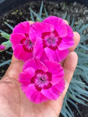 Delilah™ Bicolor Magenta Dianthus, Dianthus plumaris, Monrovia Plant