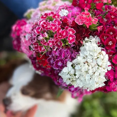 Dianthus Horatio | Bluestone Perennials