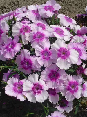 FRUIT PUNCH® 'Funky Fuchsia' Dianthus - Garden Crossings