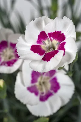 Dianthus 'Bumbleberry Pie' - Buy Online at Annie's Annuals