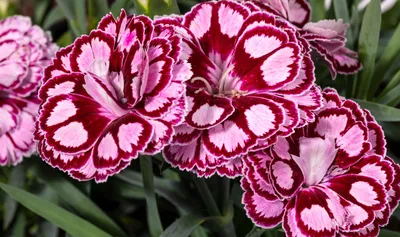 Dianthus – Fraterworks