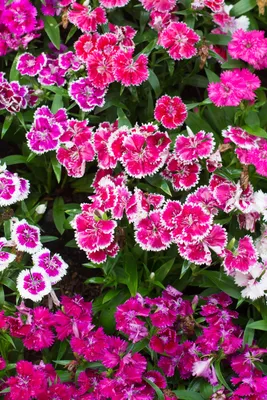 Organic Volcano Mix Dianthus - Fruition Seeds