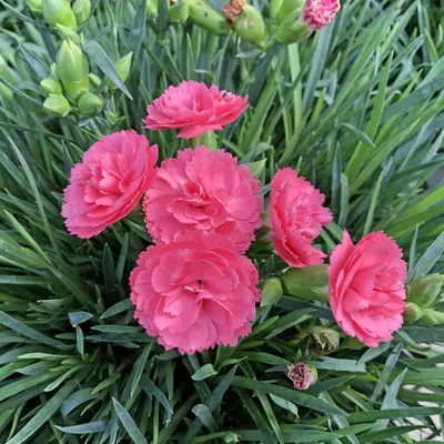 DIANTHUS barbatus FORMULA MIXTURE LATE - Muller Seeds