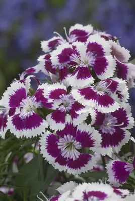 How to Plant and Grow Dianthus