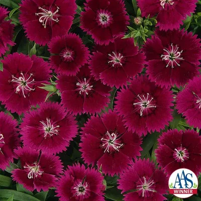 https://www.picturethisai.com/ru/wiki/Dianthus.html