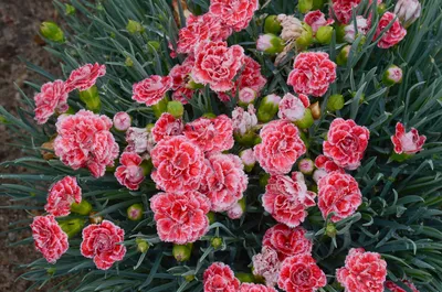 American Pie® Berry à la Mode Dianthus - Garden Pinks - Fragrant - Quart  Pot - Hirt's Gardens