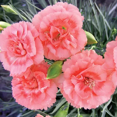 Culture Report: Dianthus Constant Beauty Crush Series - Greenhouse Product  News