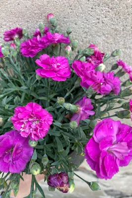 Dianthus Plants For Sale | Wholesale Nursery Co