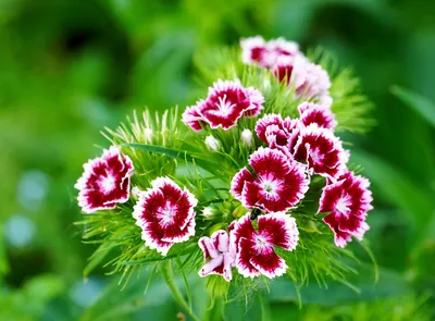 OrganicEarth Dianthus Plant Price in India - Buy OrganicEarth Dianthus  Plant online at Flipkart.com