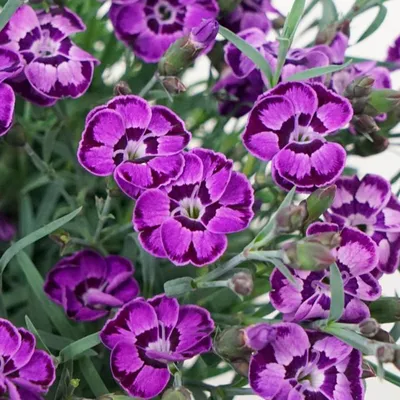 FRUIT PUNCH® 'Classic Coral' Dianthus - Garden Crossings