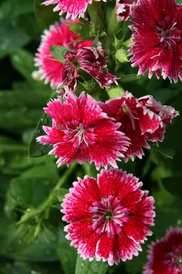 Dianthus Ideal Violet F1 | All-America Selections