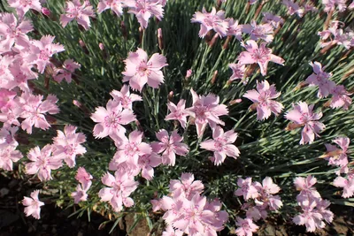 Dianthus Scent First™ 'Coral Reef'