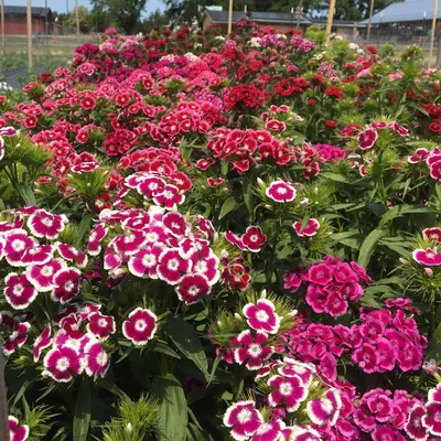 Dianthus | TLC Garden Centers