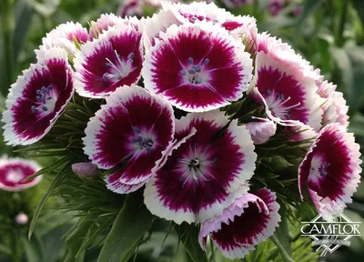 Dianthus 'Pop Star' #1 – Sprout Home