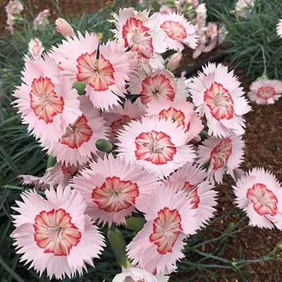 Dianthus Plants: Sent Direct from UK's Finest Growers - Roots Plants