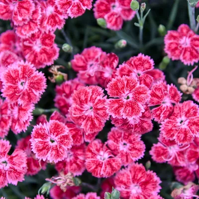 Everlast™ Violet Blue Pinks Dianthus | Plant Addicts