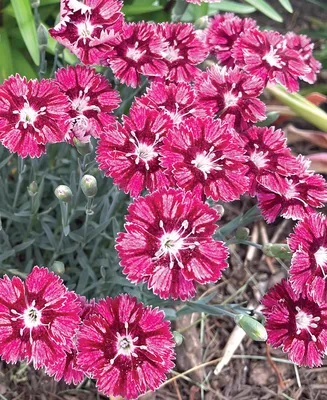 Dianthus chinensis x barbatus (Hybrid Pinks, Pinks) | North Carolina  Extension Gardener Plant Toolbox