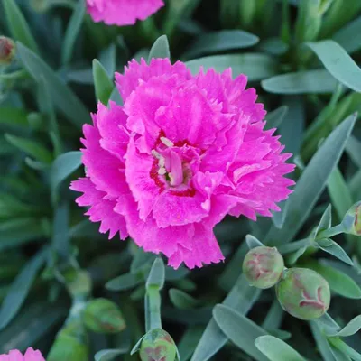 Dianthus plumarius - Wikipedia