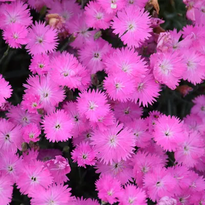 Sweet William Dianthus Organic Seeds – Hudson Valley Seed Company