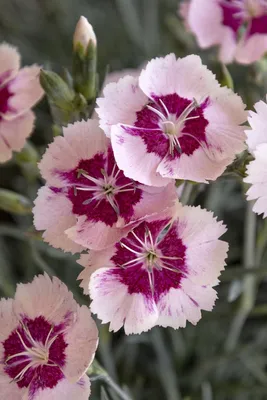 Dianthus Gipsy Purple Bicolor - CamFlor, Inc.