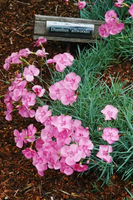 Dianthus - Georgia Peach Pie Pinks - Sugar Creek Gardens