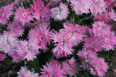 Dianthus 'Red Rouge' | White Flower Farm