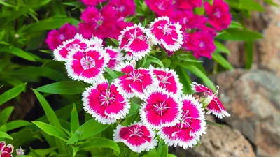 Dianthus: How to Plant and Grow Dianthus Flowers | The Old Farmer's Almanac