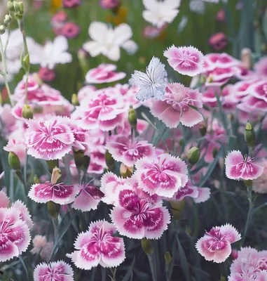 Everlast™ Orchid Pinks Dianthus | Plant Addicts