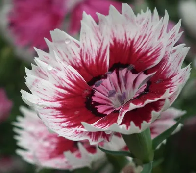 Scent from Heaven™ Angel of Peace Dianthus, Monrovia Plant