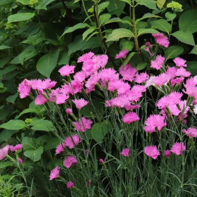 Dianthus x Allwoodii - Allwood pinks – Singing Tree Gardens Nursery