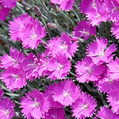 Dianthus Interspecific Supra Pink F1 | All-America Selections