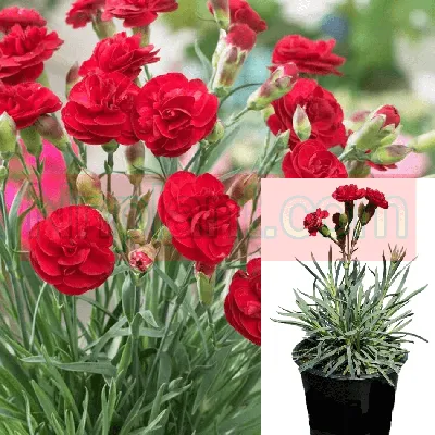 DIANTHUS plumarius (Cottage Pinks) – MySeedsCo