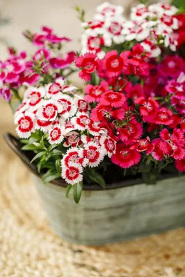 Sweet William Dianthus – Pinetree Garden Seeds