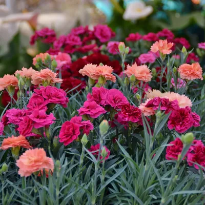 Dianthus Seeds - Spring Beauty Ground Cover Seeds