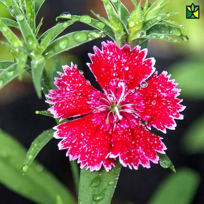 Dianthus - Order Online